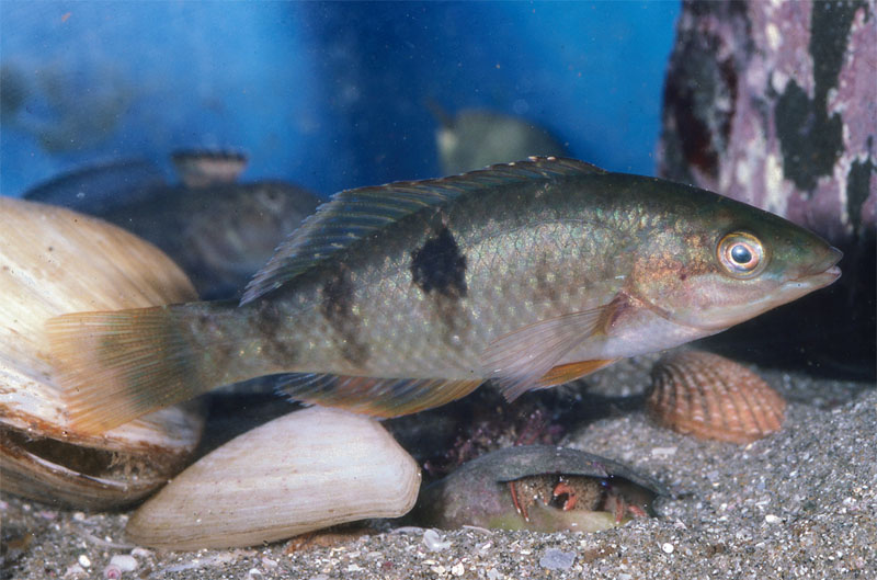 Pseudolabrus ocellatus